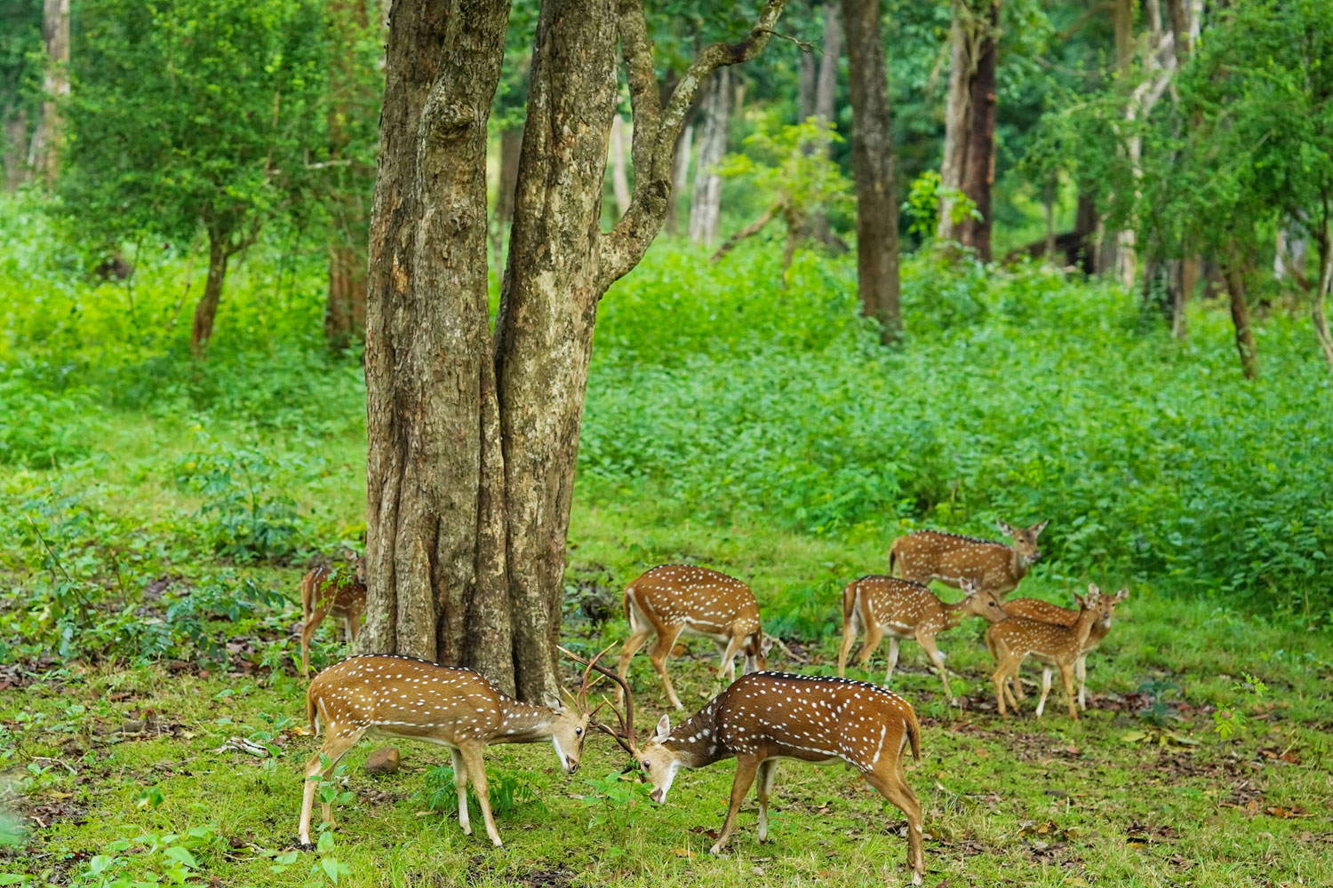 jungle resort