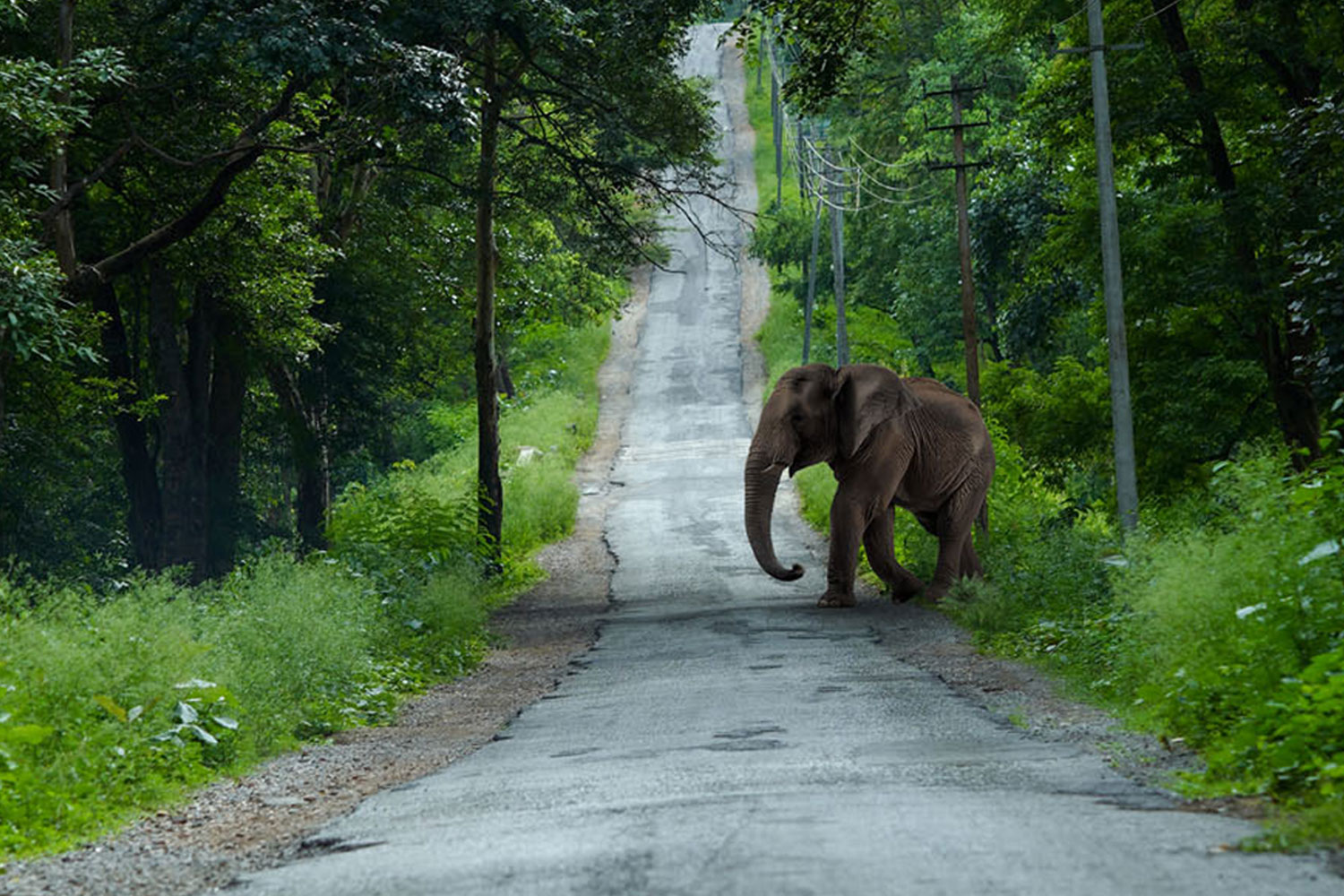 jungle resort wayanad