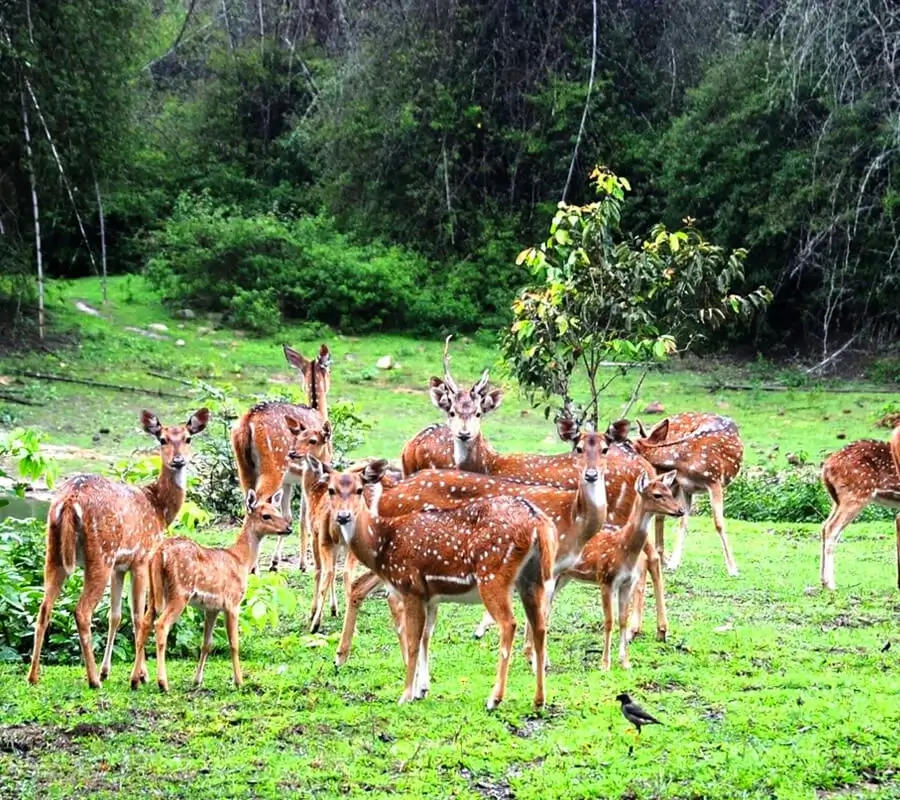 Bandipur National Park wayanad