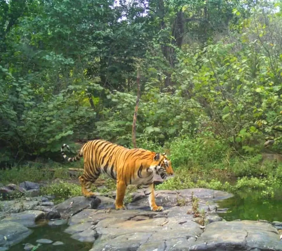 Bandipur National Park wayanad