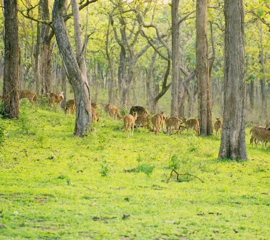 Bandipur National Park wayanad