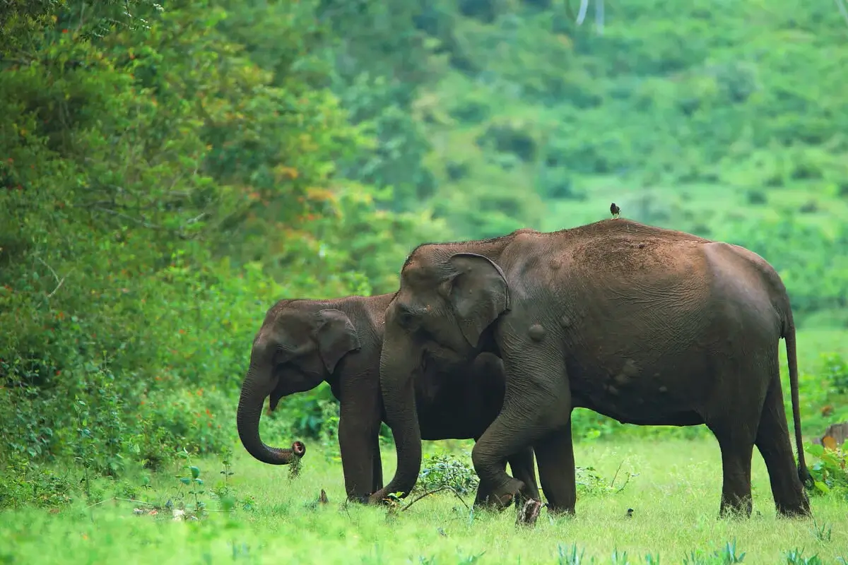 Bandipur National Park wayanad