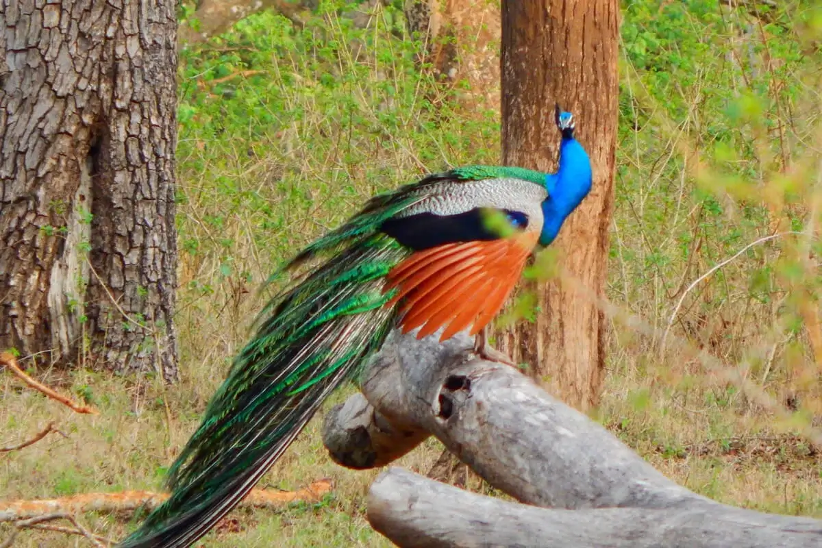 Bandipur National Park wayanad